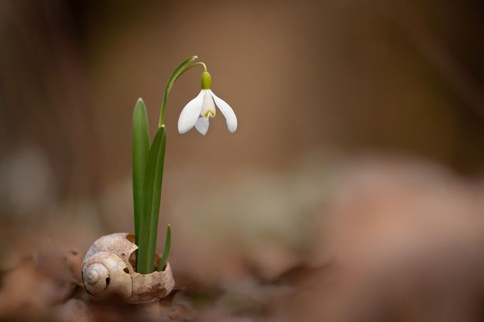 Czech Nature Photo 2019 - nominace