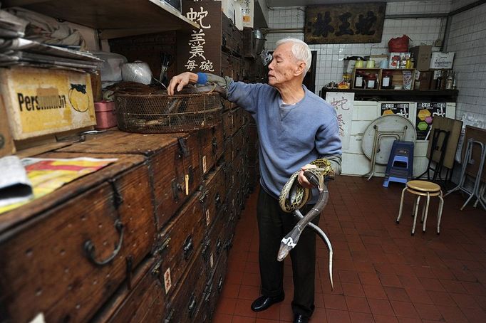 TO GO WITH Lifestyle-medicine-health,FEATURE by Joyce Woo This photo taken on January 31, 2011 shows "Big Snake Mak" -- otherwise known as serpent salesman Mak Tai-kwong, taking snakes out of a basket at the She Wong Lam snake soup shop in Hong Kong. Snake has been used in China for thousands of years to cure a host of ailments -- snake-fermented wine for arthritis, snake genitals for the kidneys and male sex drive, snake gall bladder for bronchitis.