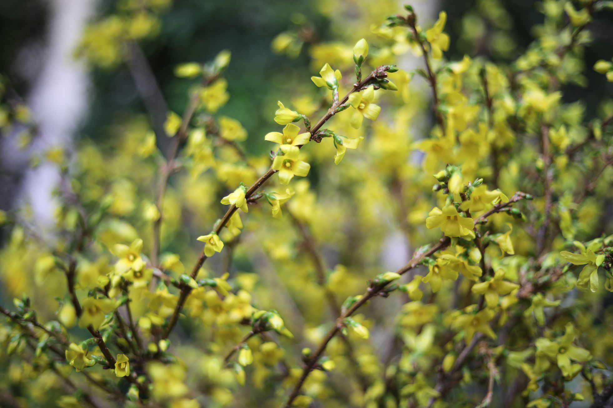 Výstava květin Předjaří, Pražský Hrad