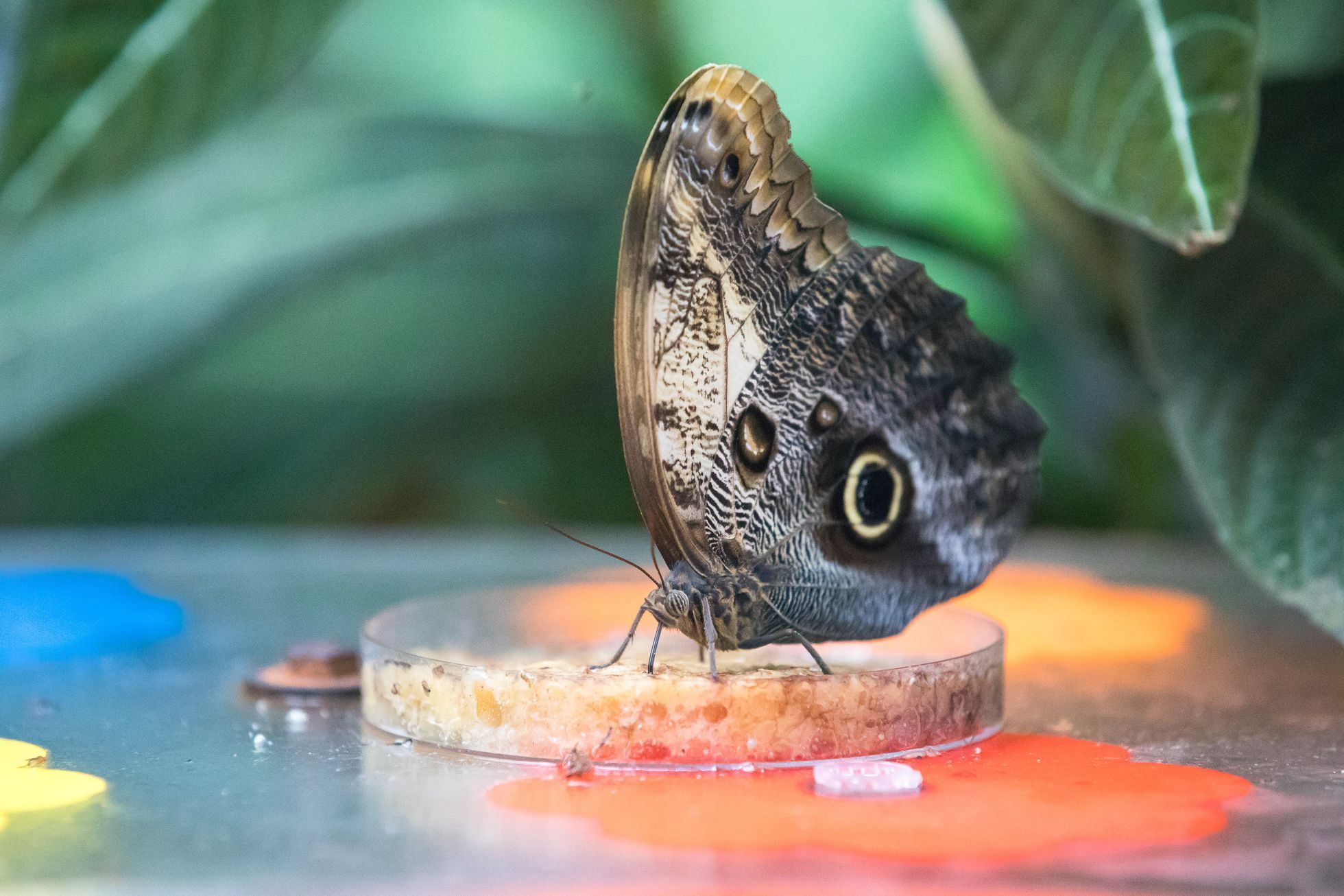 Botanická zahrada zahájila výstavu Motýli, skleník Fata Morgana