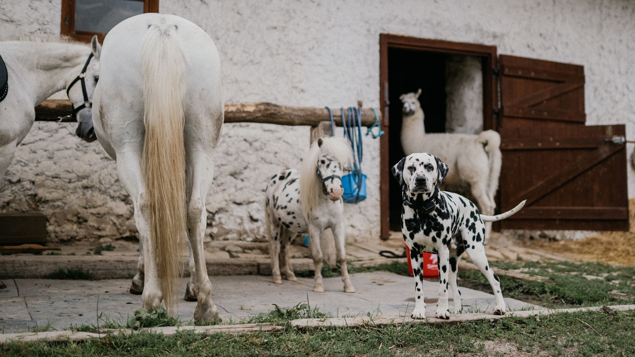 Johana Spáčilová a její stáj