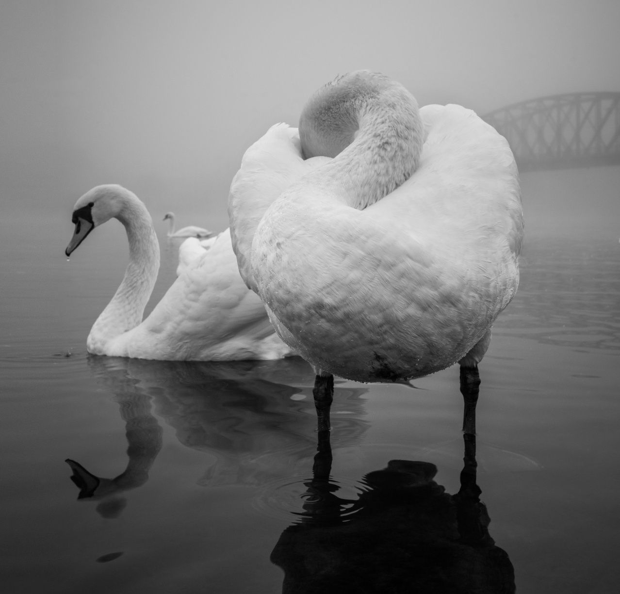 Peter Čech: Krása labutí. Snímky ze série, která zvítězila v soutěži Fine Art Photography Awards 2023.