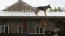 A dog stands on the roof of a house in the town of Krymsk, which has been seriously damaged by floods, in Krasnodar region, southern Russia, July 8, 2012. Russian President Vladimir Putin ordered investigators to find out if enough was done to prevent 144 people being killed in floods in southern Russia after flying to the region to deal with the first big disaster of his new presidency. REUTERS/Eduard Korniyenko (RUSSIA - Tags: DISASTER ENVIRONMENT POLITICS ANIMALS) Published: Čec. 8, 2012, 11:40 dop.