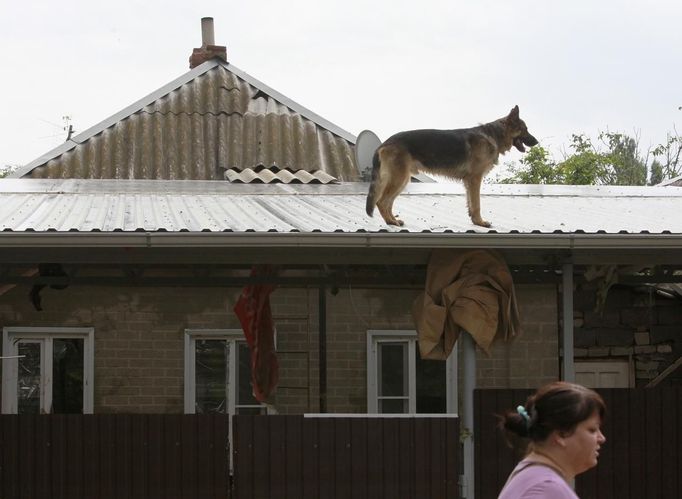 A dog stands on the roof of a house in the town of Krymsk, which has been seriously damaged by floods, in Krasnodar region, southern Russia, July 8, 2012. Russian President Vladimir Putin ordered investigators to find out if enough was done to prevent 144 people being killed in floods in southern Russia after flying to the region to deal with the first big disaster of his new presidency. REUTERS/Eduard Korniyenko (RUSSIA - Tags: DISASTER ENVIRONMENT POLITICS ANIMALS) Published: Čec. 8, 2012, 11:40 dop.