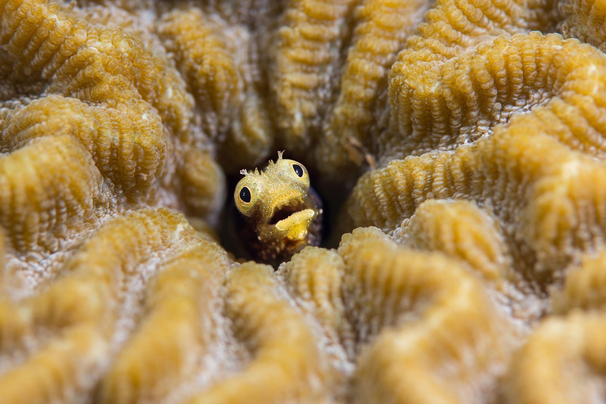 Nejlepší snímky přírody ze soutěže PA2F Environmental Photography Award