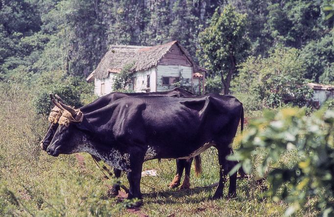 Fotografie Kuby, kterou pořídil Petr Levínský během pobytového zájezdu, jenž organizovala tehdejší Cestovní kancelář mládeže na jaře v roce 1989.