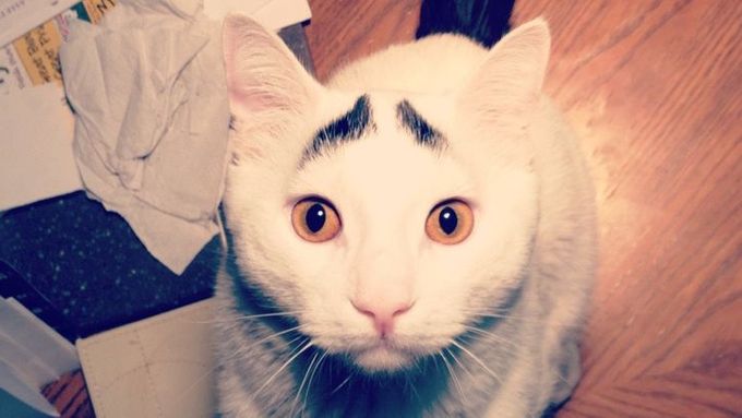 Kočka, která se stala hitem internetu