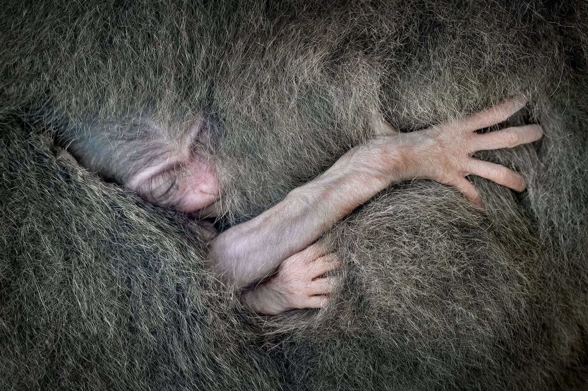 Nominace na ceny Czech Nature Photo 2022