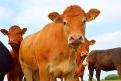 Na americké školáky v Tyrolsku zaútočily krávy, když padla tma, volali o pomoc