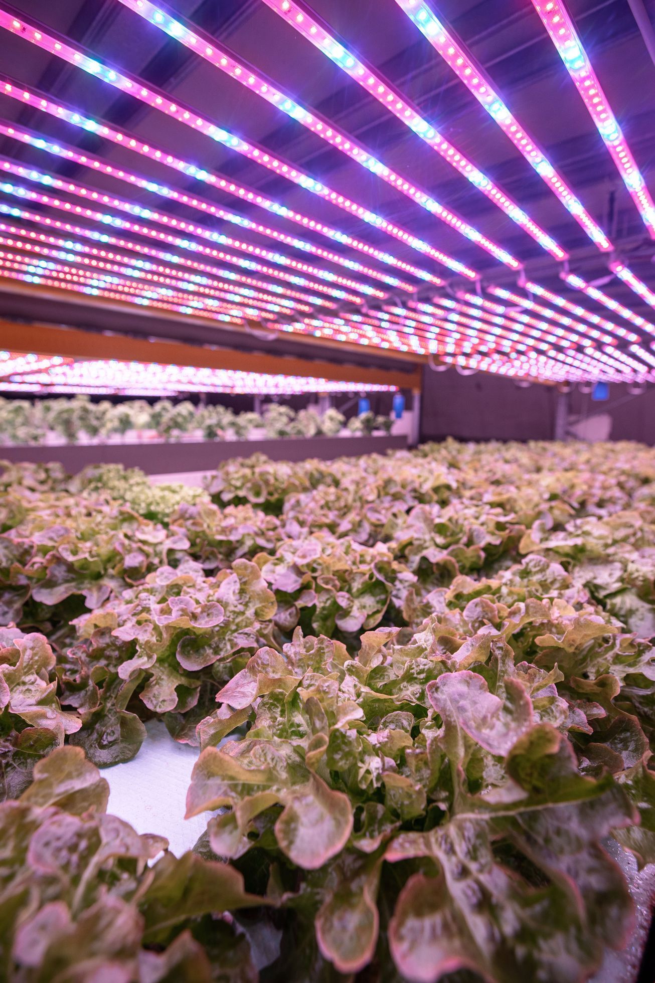 Aquaponická farma Rybí zahrada u Hostomic