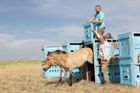 Čeští koně Převalského se vrací do přírody. Do Kazachstánu je dopravila pražská zoo