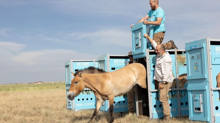 Čeští koně Převalského se vrací do přírody. Do Kazachstánu je dopravila pražská zoo
