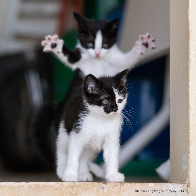 Comedy Pet Photography Awards 2023 - finalisté fotosoutěže