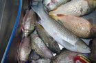 V pražské tržnici objevili veterináři 80 kilogramů zkažených ryb