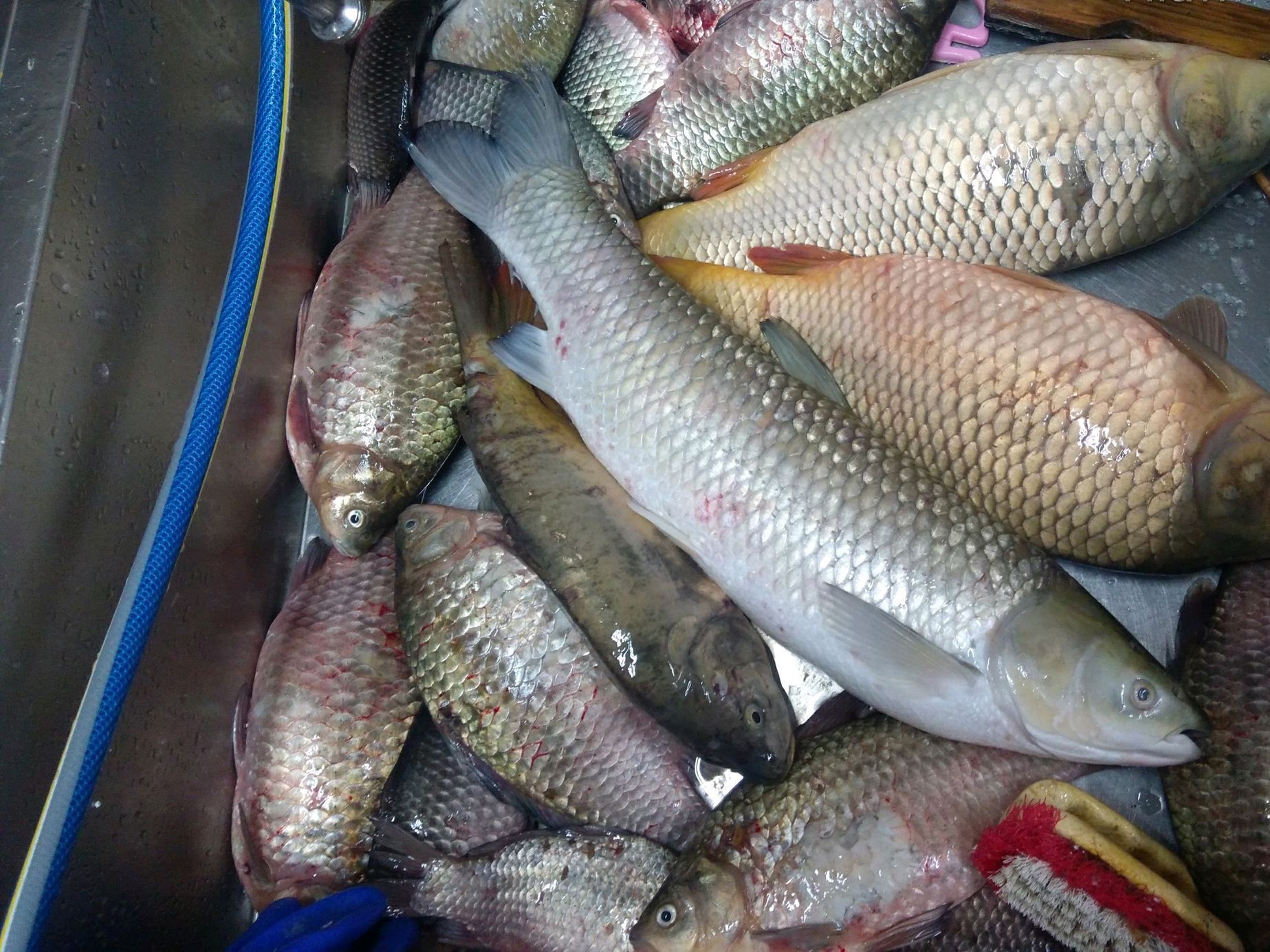 Zkažené ryby v malešické tržnici