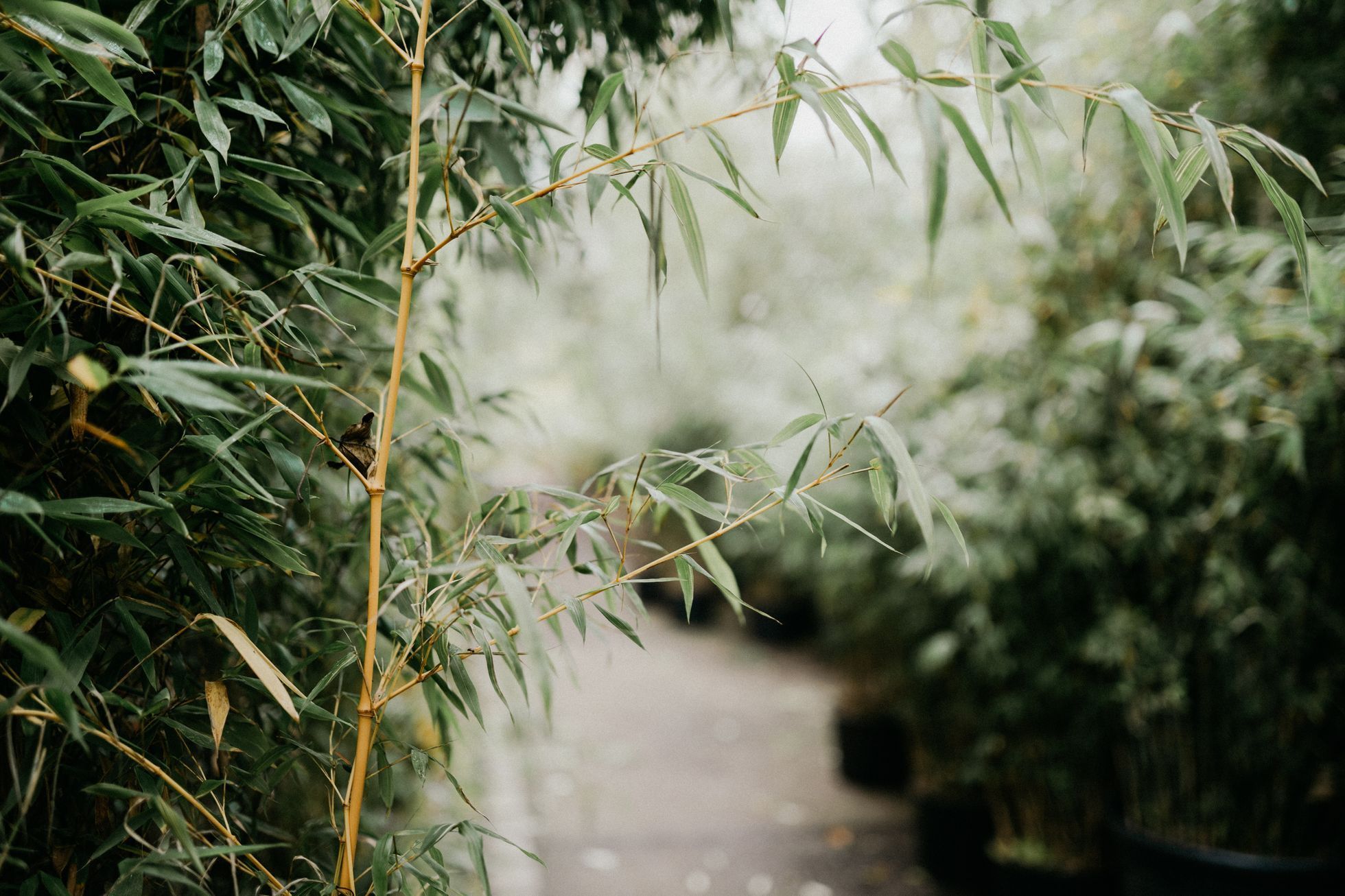 Bambusárium Bohnice