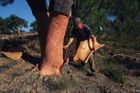 Portugalsko se mění v poušť. Pomohou korkové duby