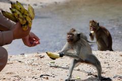 Klienti pojišťovny letos hlásili napadení makakem, psem i rejnokem