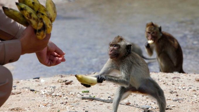 Makak přijímající banán.