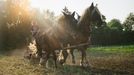 Ekologické zemědělství se dá studovat i na pražské České zemědělské univerzitě a na JIhočeské univerzitě v Českých Budějovicích.