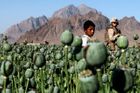 OSN: Produkce kokainu a heroinu v minulém roce klesla