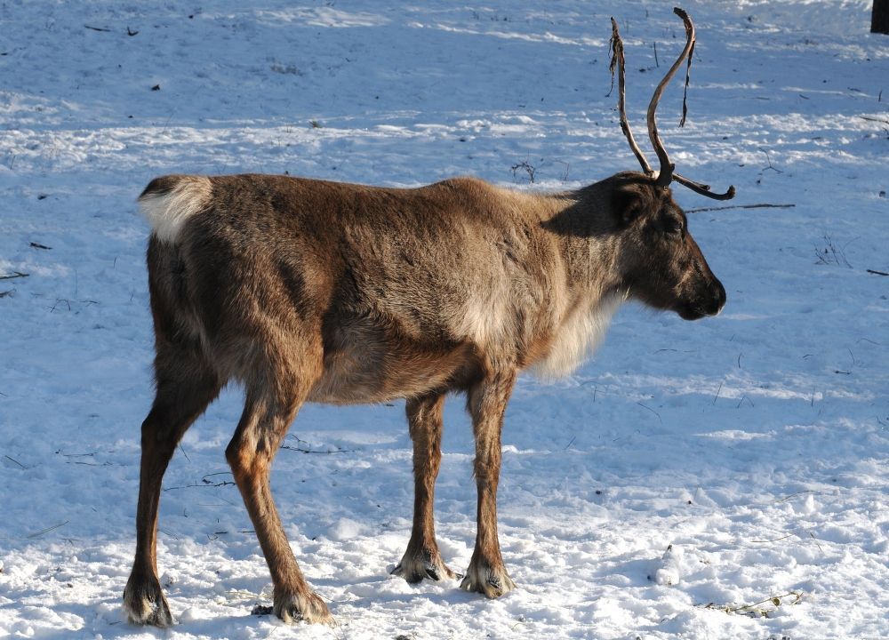 Zimní zoo - Zoo Olomouc