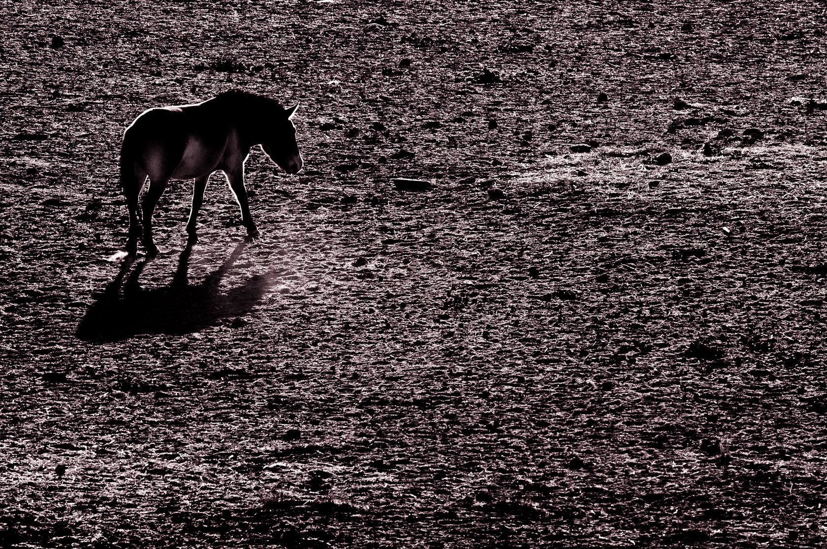 Koně Převalského v Mongolsku