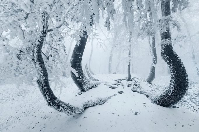 Daniel Řeřicha: Krušnohorská chobotnice