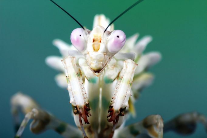 Kudlanka Wahlbergova (Pseudocreobotra wahlbergi)