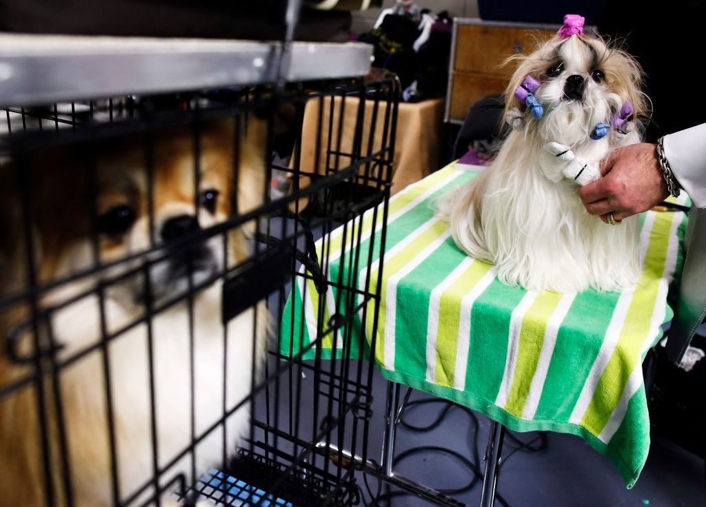Westminster Kennel Club Dog Show