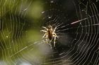 Radiace v Černobylu i po letech zabíjí pavouky a hmyz