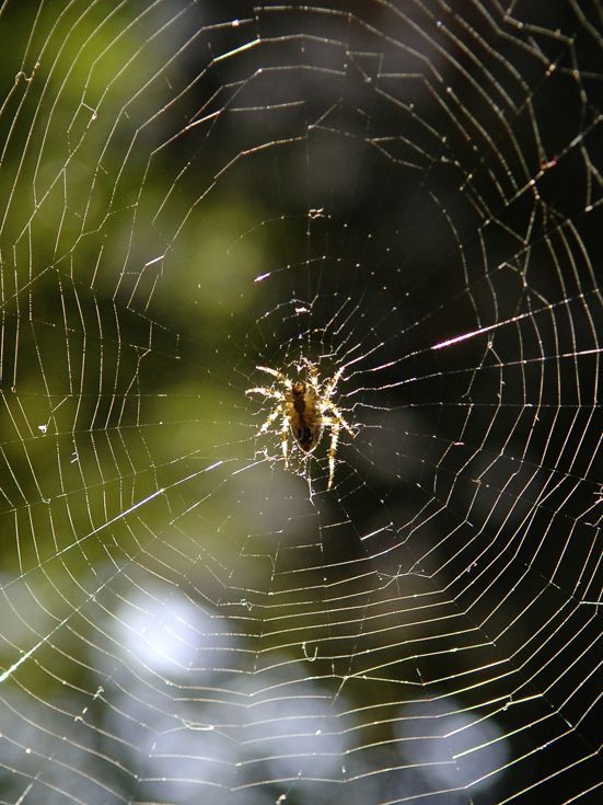Pavouk v pavučině
