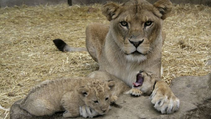 Zoo v Rafáhu je o dva lvy bohatší a o 6000 dolarů chudší. Díky tunelům pod zemí