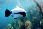 Revoluce pod vodou. Dron s ploutví natočí podmořský svět v nejvyšší kvalitě