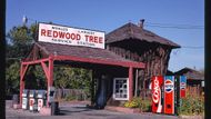 Benzinová pumpa a opravna World's Largest Redwood Tree. Route 101, Ukiah, Kalifornie, 1991