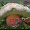 houby pelda hřib kříšť nejedlý