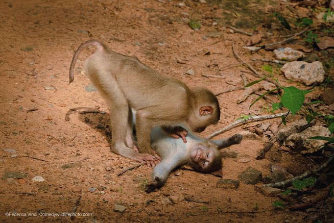 Vítězové soutěže Comedy Wildlife Photography Awards 2022