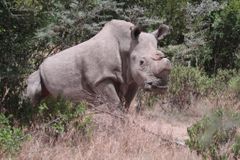 V USA utratili samici nosorožce severního bílého. Na světě zbývají poslední tři