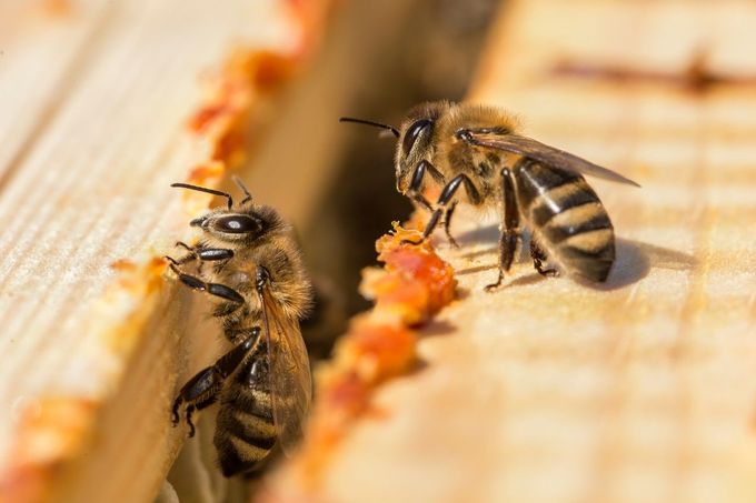Včely, propolis, včelařství, ilustrační foto