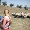 Andrej Babiš, Richard Brabec, ovce a vypouštění syslů