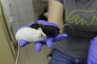 Češka naklonovala myši. Zachrání jednou i ohrožené druhy?