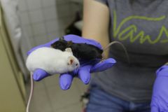 Češka naklonovala myši. Zachrání jednou i ohrožené druhy?