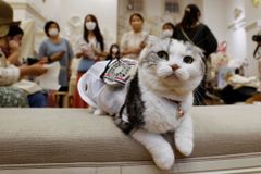 Vedrem trpí i psi a kočky. V Japonsku mazlíčky ochlazují speciálním větracím oblekem
