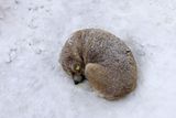 "Pes bezdomovec" spí na sněhem zapadané ulici v Bukurešti. Balkánské státy se na konci ledna potýkají s prudkým náporem zimy, která ochromila dopravu, narušila dodávky proudu, odřízla od světa desítky obcí a vyžádala si i oběti na životech.