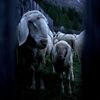 Fotogalerie / Ovce v Alpách / Reuters / 22