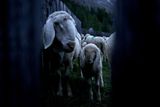 Cesta dlouhá 16 kilometrů začíná na italské straně v regionu Jižní Tyrolsko. Čeká se na úsvit, kdy na túru přes vysokohorský alpský průsmyk vyrazí okolo 1500 ovcí se svými pastýři.