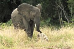 VIDEO: Slonice objevila lebku svého blízkého. Její reakce lidem zlomila srdce