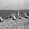 Sběr bavlny na plantáži v Mississippi