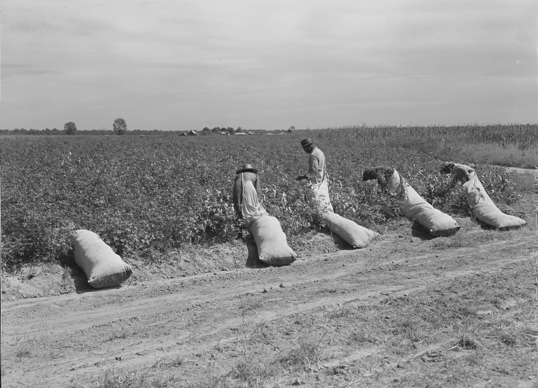 Sběr bavlny na plantáži v Mississippi