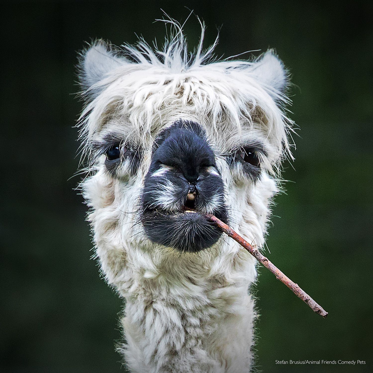 Fotografie ze soutěže Comedy Pet Photograhy Awards (vítězové tří posledních ročníků)